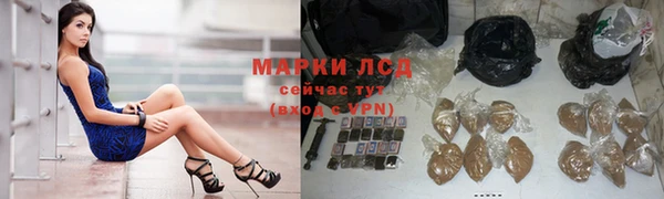 сатива Беломорск